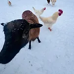 Chaloupka V Raji *